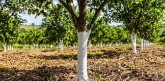 Caiação de troncos reflete radiação solar e atua como barreira térmica protetora para árvores jovens em pomares e jardins