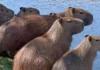 Capivara organiza haréns com dezenas de fêmeas e mantém hierarquia social rígida adaptada aos parques urbanos das cidades brasileiras