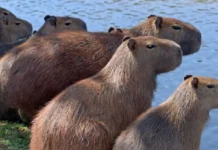Capivara organiza haréns com dezenas de fêmeas e mantém hierarquia social rígida adaptada aos parques urbanos das cidades brasileiras