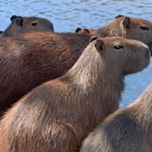 Capivara organiza haréns com dezenas de fêmeas e mantém hierarquia social rígida adaptada aos parques urbanos das cidades brasileiras