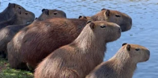 Capivara organiza haréns com dezenas de fêmeas e mantém hierarquia social rígida adaptada aos parques urbanos das cidades brasileiras