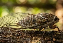 Cigarra amazônica produz som acima de 100 decibéis e atua como indicador bioacústico para monitorar a saúde da floresta tropical