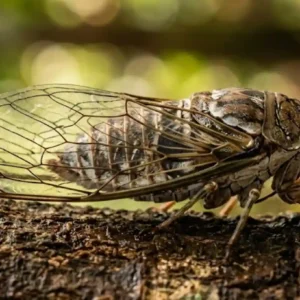 Cigarra amazônica produz som acima de 100 decibéis e atua como indicador bioacústico para monitorar a saúde da floresta tropical