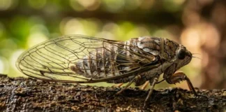 Cigarra amazônica produz som acima de 100 decibéis e atua como indicador bioacústico para monitorar a saúde da floresta tropical Cigarra amazônica produz som acima de 100 decibéis e atua como indicador bioacústico para monitorar a saúde da floresta tropical