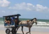 Algodoal proíbe veículos motorizados e impulsiona ecoturismo para proteger manguezais e dunas no litoral do Pará