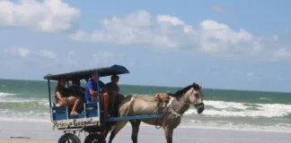 Algodoal proíbe veículos motorizados e impulsiona ecoturismo para proteger manguezais e dunas no litoral do Pará Algodoal proíbe veículos motorizados e impulsiona ecoturismo para proteger manguezais e dunas no litoral do Pará