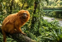 Mico-leão-dourado salta de 200 para 4.800 indivíduos na Mata Atlântica e consolida um dos maiores marcos da biologia da conservação global