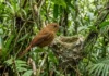 Pássaro amazônico usa teias de aranha para tecer ninho invisível e conquistar fêmeas na floresta densa