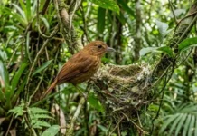 Pássaro amazônico usa teias de aranha para tecer ninho invisível e conquistar fêmeas na floresta densa