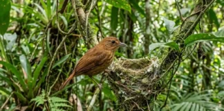 Pássaro amazônico usa teias de aranha para tecer ninho invisível e conquistar fêmeas na floresta densa Pássaro amazônico usa teias de aranha para tecer ninho invisível e conquistar fêmeas na floresta densa