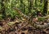 Cobra mais rápida do Brasil dispensa tática de emboscada e usa perseguição ativa para abater presas na floresta