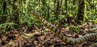 Cobra mais rápida do Brasil dispensa tática de emboscada e usa perseguição ativa para abater presas na floresta