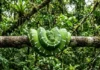 Serpente amazônica nasce com tom laranja vibrante e sofre metamorfose radical para virar verde esmeralda