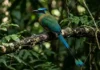 Pássaro amazônico transforma cauda em pêndulo de alta visibilidade para enviar mensagens na penumbra da floresta
