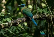 Pássaro amazônico transforma cauda em pêndulo de alta visibilidade para enviar mensagens na penumbra da floresta