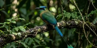Pássaro amazônico transforma cauda em pêndulo de alta visibilidade para enviar mensagens na penumbra da floresta Pássaro amazônico transforma cauda em pêndulo de alta visibilidade para enviar mensagens na penumbra da floresta