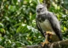 Maior águia das Américas usa garras de urso para arrancar presas pesadas do topo do dossel amazônico