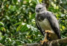 Maior águia das Américas usa garras de urso para arrancar presas pesadas do topo do dossel amazônico