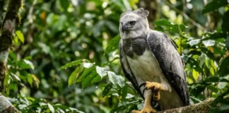 Maior águia das Américas usa garras de urso para arrancar presas pesadas do topo do dossel amazônico
