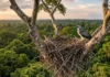 Gavião-real mantém fidelidade a território e reforma o mesmo ninho por décadas no topo da Amazônia