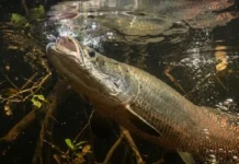Gigante da Amazônia usa bexiga natatória como pulmão e depende da superfície para não morrer afogado