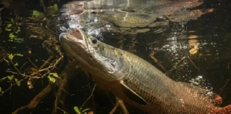 Gigante da Amazônia usa bexiga natatória como pulmão e depende da superfície para não morrer afogado