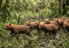 Cachorro-vinagre resgata táticas de lobos e caça em bandos coordenados nas várzeas e florestas tropicais