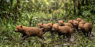 Cachorro-vinagre resgata táticas de lobos e caça em bandos coordenados nas várzeas e florestas tropicais Cachorro-vinagre resgata táticas de lobos e caça em bandos coordenados nas várzeas e florestas tropicais