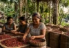 Manteiga de murumuru da Amazônia conquista a cosmetologia global e transforma a economia de comunidades extrativistas