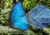 Borboleta amazônica cria ilusão óptica com nanoestruturas e reflete azul brilhante sem ter pigmento nas asas