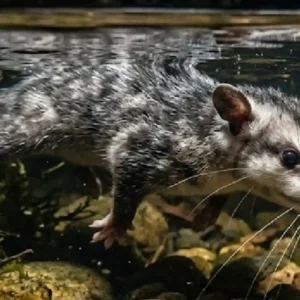 Único marsupial semiaquático do mundo usa “sonar tátil” nos bigodes para caçar às cegas em rios escuros