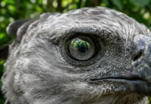 Soberano do dossel usa supervisão oito vezes mais potente que a humana para quebrar camuflagem de presas na Amazônia
