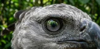 Soberano do dossel usa supervisão oito vezes mais potente que a humana para quebrar camuflagem de presas na Amazônia