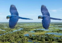 Fidelidade nas alturas: arara-azul voa em sincronia perfeita e mantém o mesmo parceiro por toda a vida