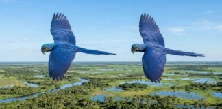 Fidelidade nas alturas: arara-azul voa em sincronia perfeita e mantém o mesmo parceiro por toda a vida Fidelidade nas alturas: arara-azul voa em sincronia perfeita e mantém o mesmo parceiro por toda a vida