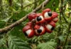 O motor energético da floresta: como a cafeína oculta do guaraná e a herança Sateré-Mawé estruturam a bioeconomia do Amazonas