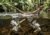Acima das águas: os segredos físicos e mecânicos por trás da corrida hidrodinâmica do tamaquaré nos igarapés amazônicos