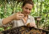 O caminho do mel nativo como os meliponicultores do Pará transformam a criação de abelhas sem ferrão em roteiros de ecoturismo e alta gastronomia