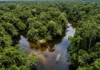 A junção tupi de “canoa” e “caminho” funciona como um código hidrográfico preciso que dita a navegabilidade e a sobrevivência na Amazônia.