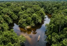 A junção tupi de “canoa” e “caminho” funciona como um código hidrográfico preciso que dita a navegabilidade e a sobrevivência na Amazônia.