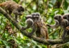 Como o sagui-imperador combina bigodes e criação coletiva todos os machos do grupo ajudam a carregar os filhotes