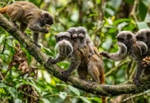 Como o sagui-imperador combina bigodes e criação coletiva todos os machos do grupo ajudam a carregar os filhotes