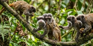 Como o sagui-imperador combina bigodes e criação coletiva todos os machos do grupo ajudam a carregar os filhotes Como o sagui-imperador combina bigodes e criação coletiva todos os machos do grupo ajudam a carregar os filhotes