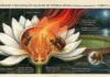 Termogênese na água como a vitória-régia aquece a própria flor para atrair e prender besouros polinizadores