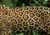 A identidade gravada na pele: como o padrão único de rosetas da onça-pintada funciona como sua impressão digital na Amazônia
