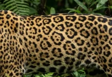 A identidade gravada na pele: como o padrão único de rosetas da onça-pintada funciona como sua impressão digital na Amazônia