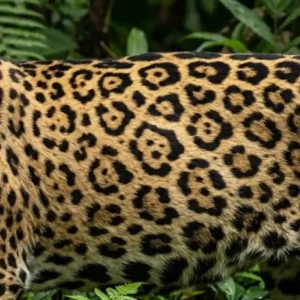 A identidade gravada na pele: como o padrão único de rosetas da onça-pintada funciona como sua impressão digital na Amazônia A identidade gravada na pele: como o padrão único de rosetas da onça-pintada funciona como sua impressão digital na Amazônia