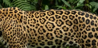 A identidade gravada na pele: como o padrão único de rosetas da onça-pintada funciona como sua impressão digital na Amazônia