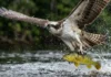 Garras reversíveis e aerodinâmica: como a águia-pescadora manipula a física para caçar nos rios da Amazônia