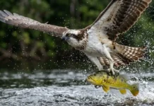Garras reversíveis e aerodinâmica: como a águia-pescadora manipula a física para caçar nos rios da Amazônia